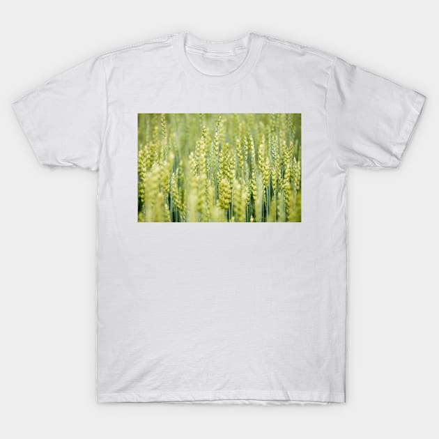 Common Wheat T-Shirt by ansaharju